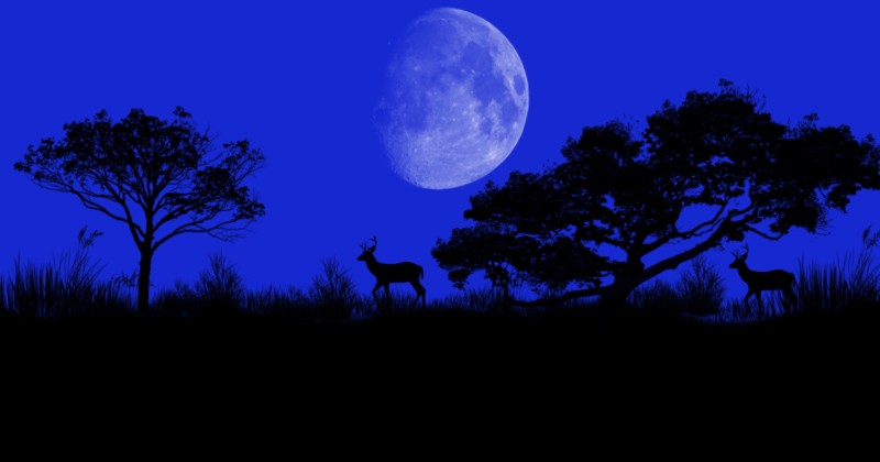 Serene Night with Full Moon and Deer Silhouettes