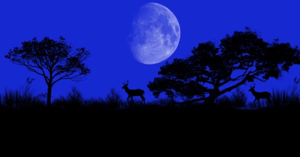 Serene Night with Full Moon and Deer Silhouettes গ্রাফিক্স ডিজাইন ফাইল