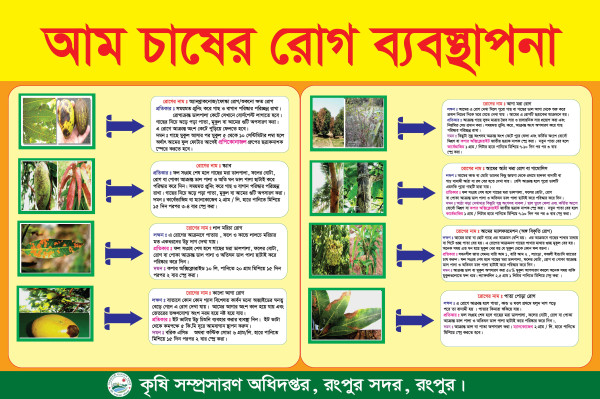 আম চাষের রোগ ব্যবস্থাপনা প্রতিরোধ ব্যানার গ্রাফিক্স ডিজাইন ফাইল